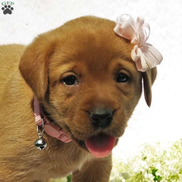 Meadow Brooke, Fox Red Labrador Retriever Puppy